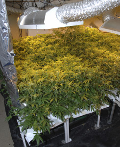 growing marijuana in your rental property