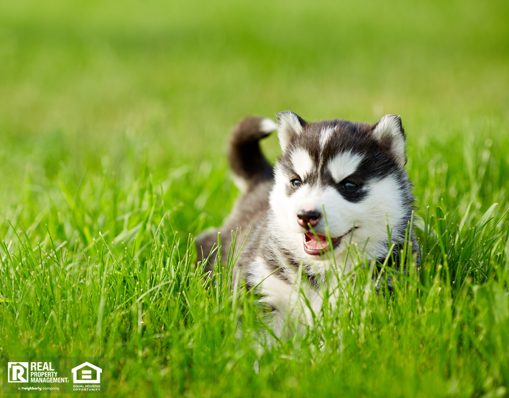 Husky Puppy Relaxing the Backyard of a Homestead Rental Property