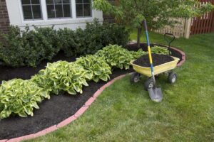 Mulching bed around the house and outdoor plants, wheelbarrow along with a shovel.