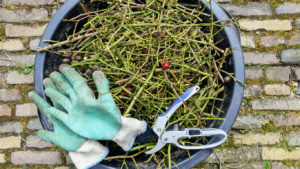 Bucket with Gloves and Pruning Tools