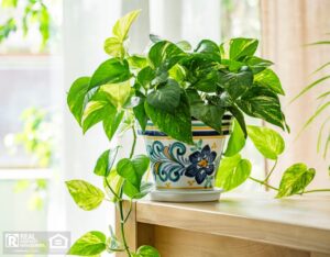 A vibrant potted plant on a table next to a window.
