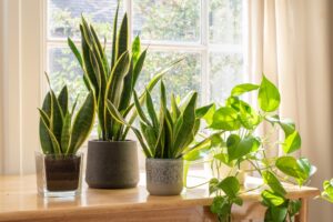 Indoor houseplants next to a window in a beautifully designed rental home.