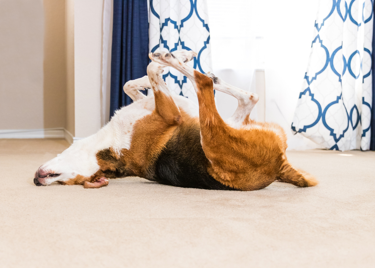 A Dog Rolling on the Carpet of a Viera Rental Home Real Property