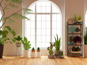 Healthy Green Houseplants in Front of a Window