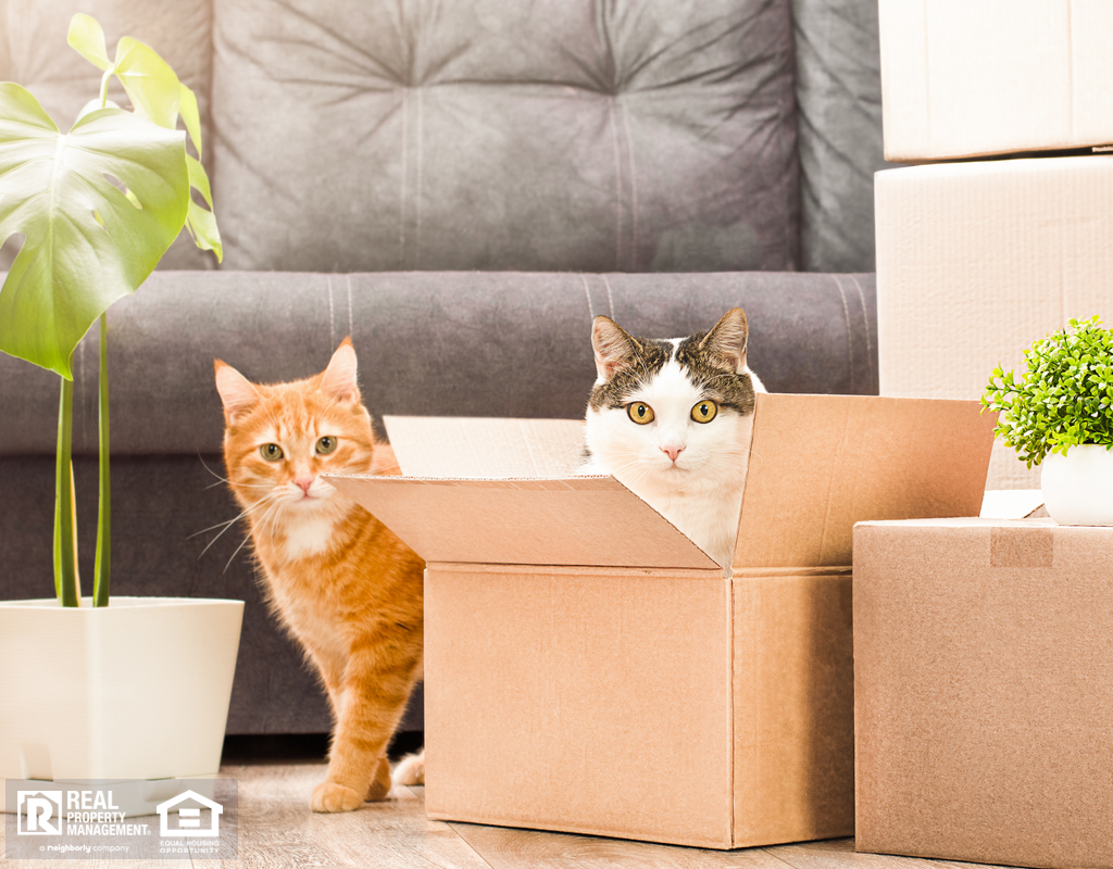 Cats Exploring Moving Day Boxes