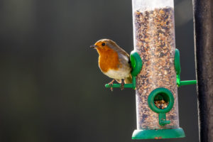 Robin at a Bird Feeder