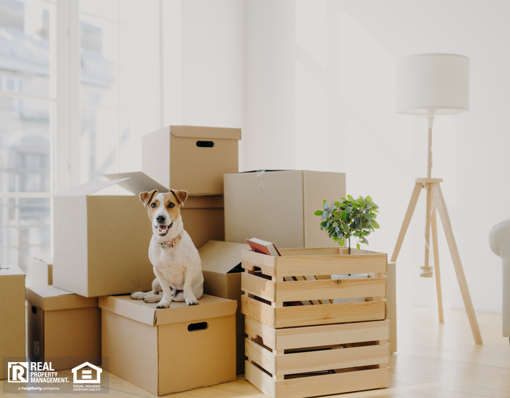 Chicago Dog Sitting on Moving Boxes
