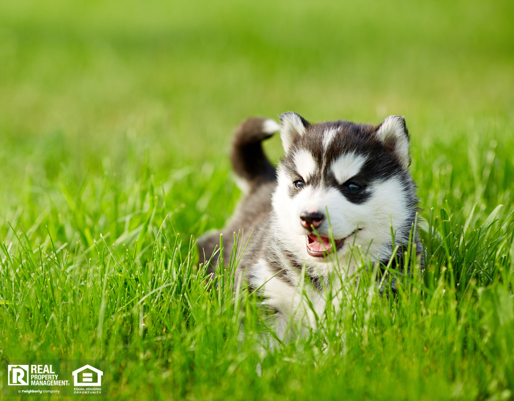 Husky Puppy Relaxing the Backyard of a New Haven Rental Property