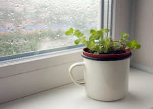 Small Planter of Peppermint Sitting Near a Window 