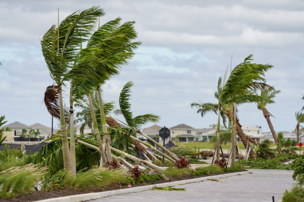 Trees fallen from tornadoes caused by Hurricane Milton Palm Beach Gardens Florida