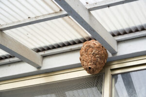 wasp nest under roof