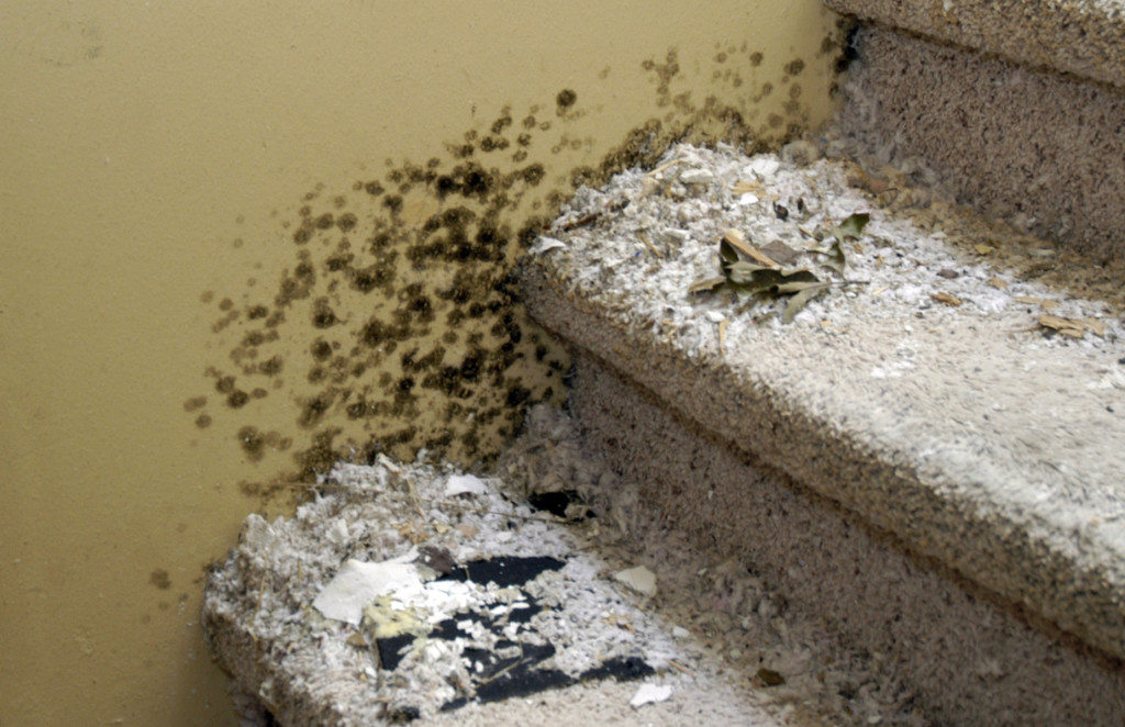 What Do I Do If My Rental Has Mold? Real Property Management Capital
