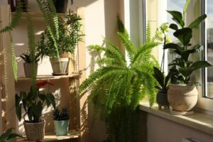 Plants by the window