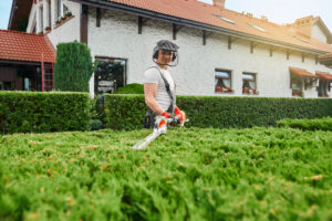 lawn care tips