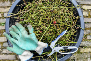 Bucket with Gloves and Pruning Tools