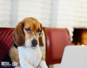 A Beagle Wearing Glasses Sitting in Front of a Laptop