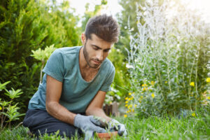 lawn care tips