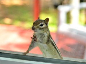 Curious Chipmunk is Peering Through the Window of Your Hermitage Rental Property