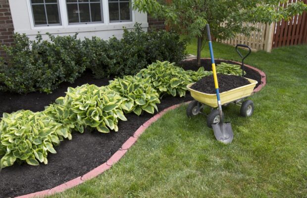 Low-Maintenance Hostas with Mulch in Wolfforth Rental Property Yard