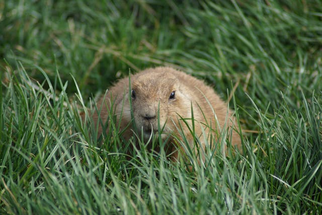 prairie dog in grass