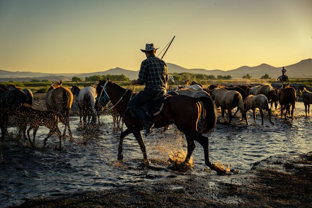 Cowboy behind Herd of Horses at Sunset