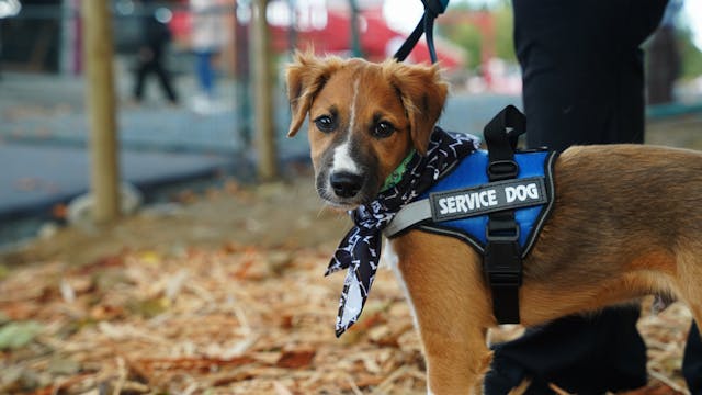 Young Service Dog with Handler Outdoors
