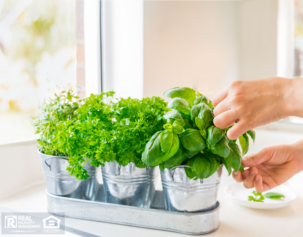 Kempner Tenant Trimming Indoor Herbs