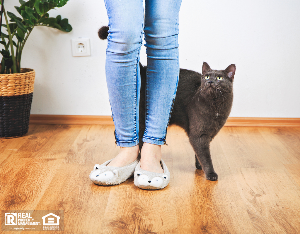 Russian Blue Cat Walking Around the Legs of Their Owner