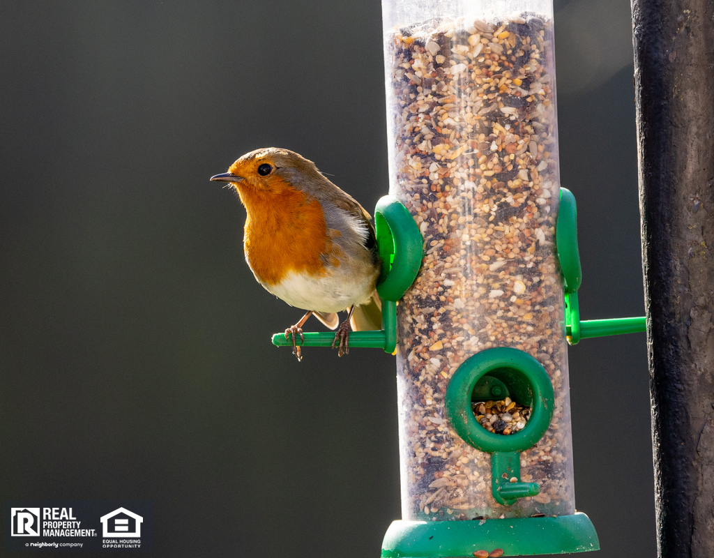 Robin at a Bird Feeder