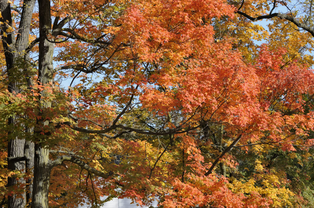 A beautiful maple changing colors in Michigan. taken at Van Hoosen historic farm in Rochester Hills, Michigan.