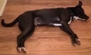 Cute Lazy Dog Laying on the Floor