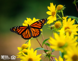 Butterfly in a Roosevelt Rental Property Yard