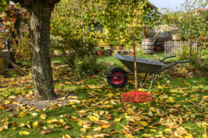 Wheelbarrow and Rake for Fall Yardwork