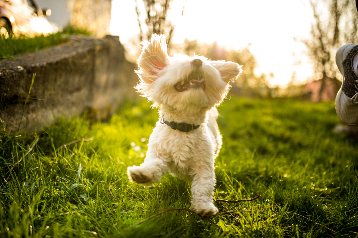 Happy Active Maltese Dog Playing in Nature