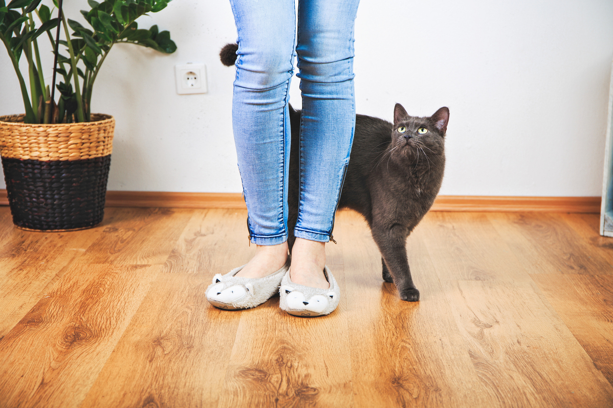 Russian Blue Cat Walking Around the Legs of Their Owner