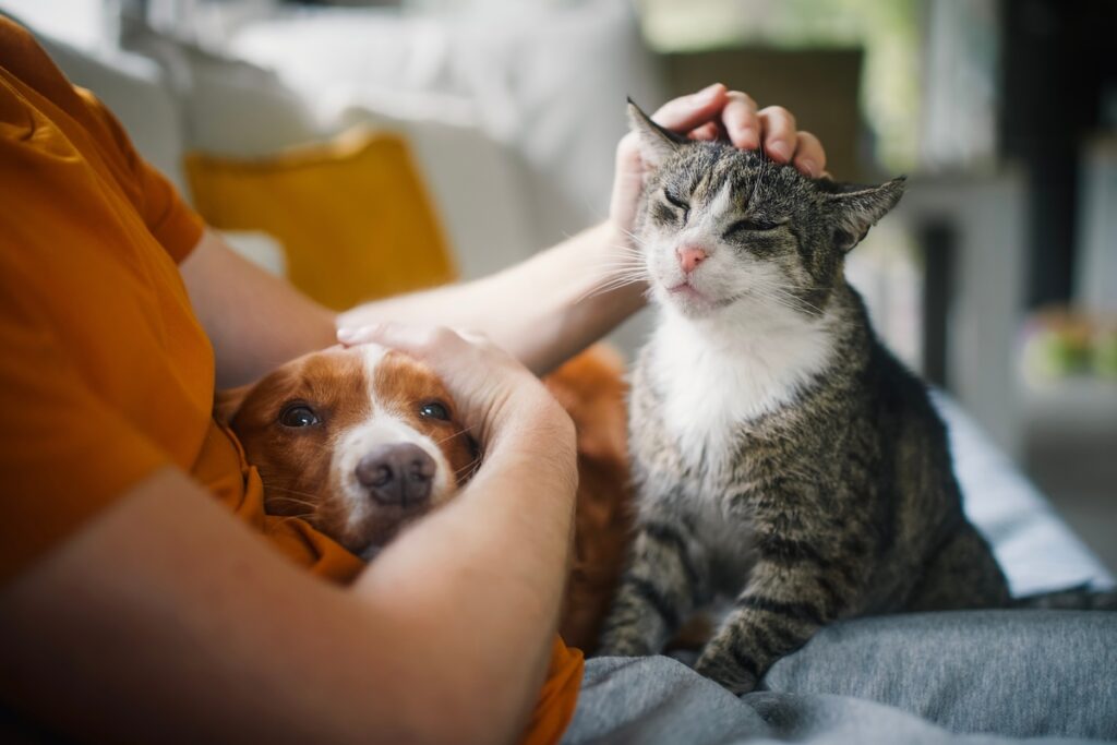 A happy tenant holding her cat in her rental home, ‘should I allow pets in my rental