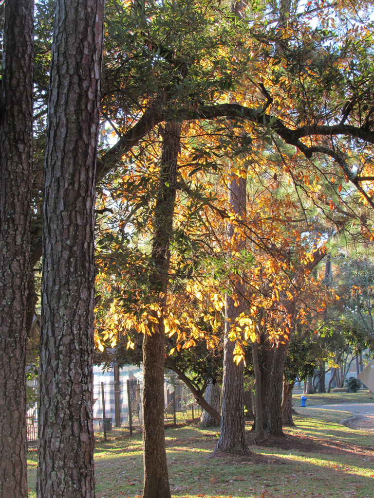 Kingwood Property Management Rental & Lease RPM Avitus