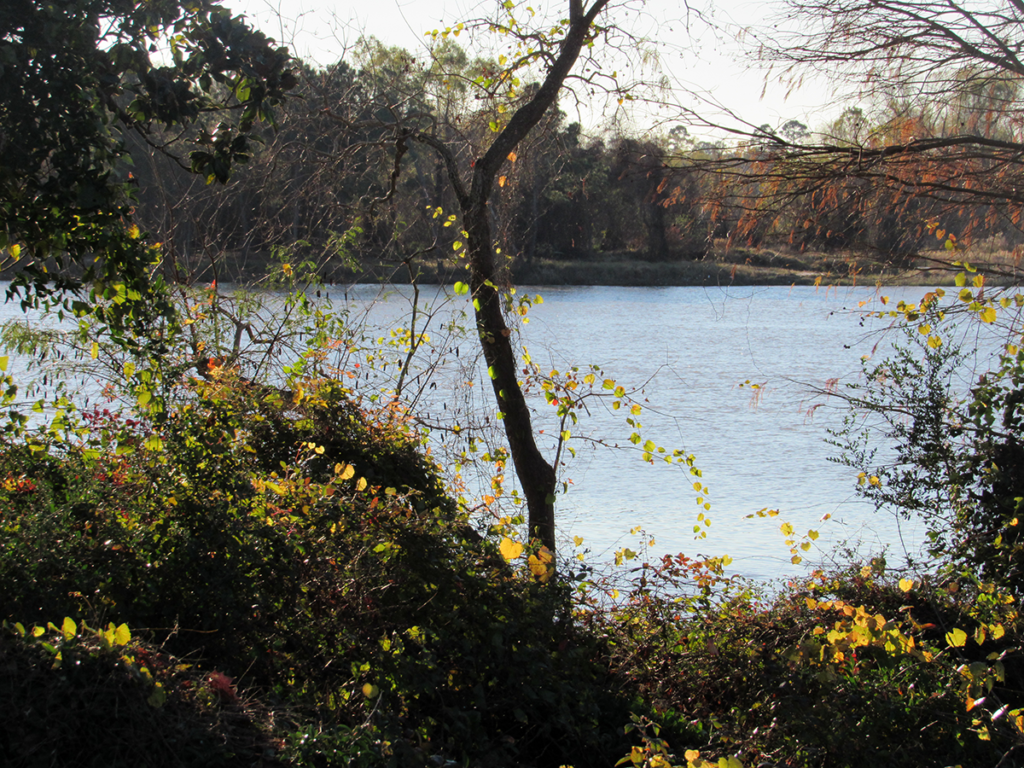 Kingwood Property Management Rental & Lease RPM Avitus