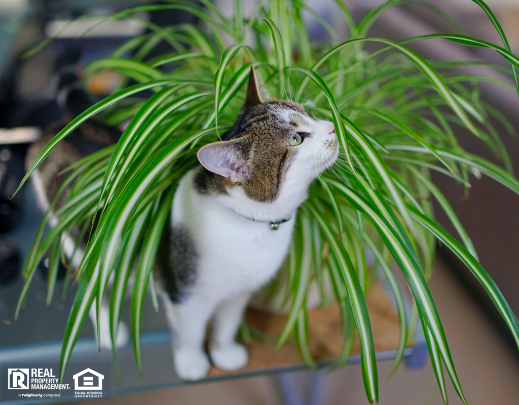 Indoor Cat Playing in a Spider Plant