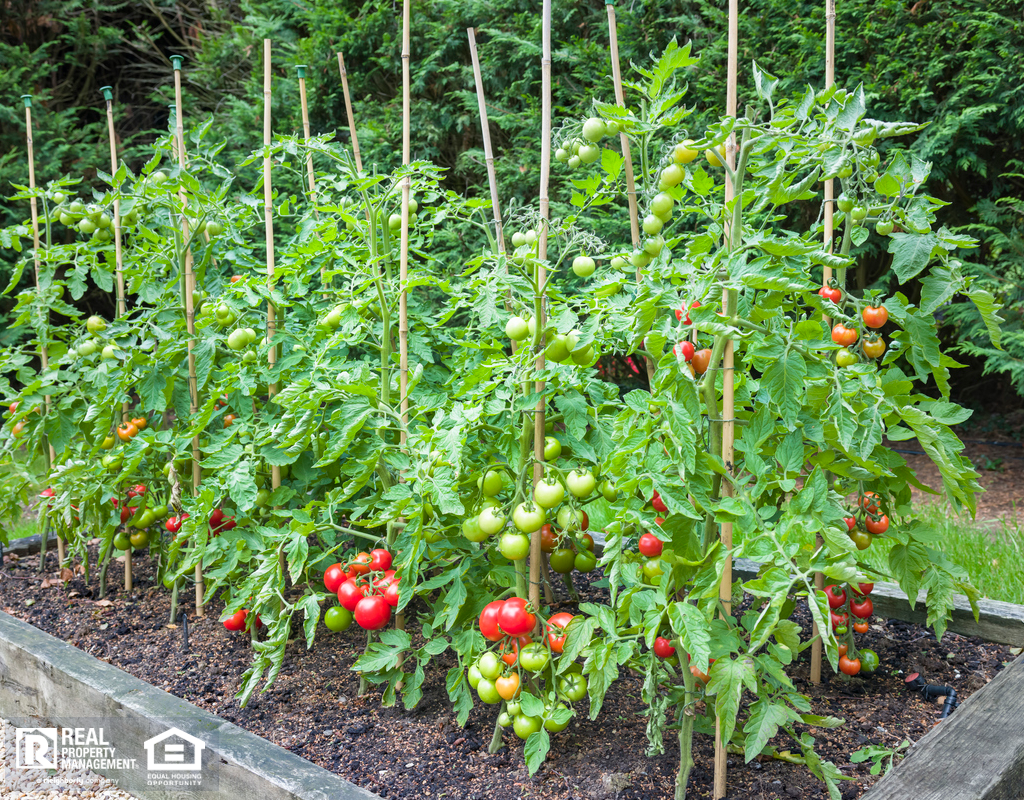 Raised Garden Bed Growing Tomatoes in Lexington Rental Backyard