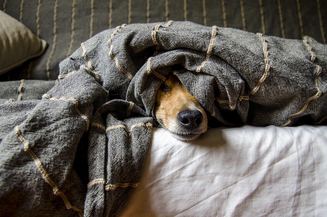 Dog lying on a bed with its nose peeking out from under a gray blanket