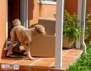 A dog stands on a porch beside a cardboard box, looking curiously at its surroundings.