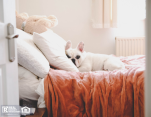 White French Bulldog Sleeping on Bed in Royal Oak Rental