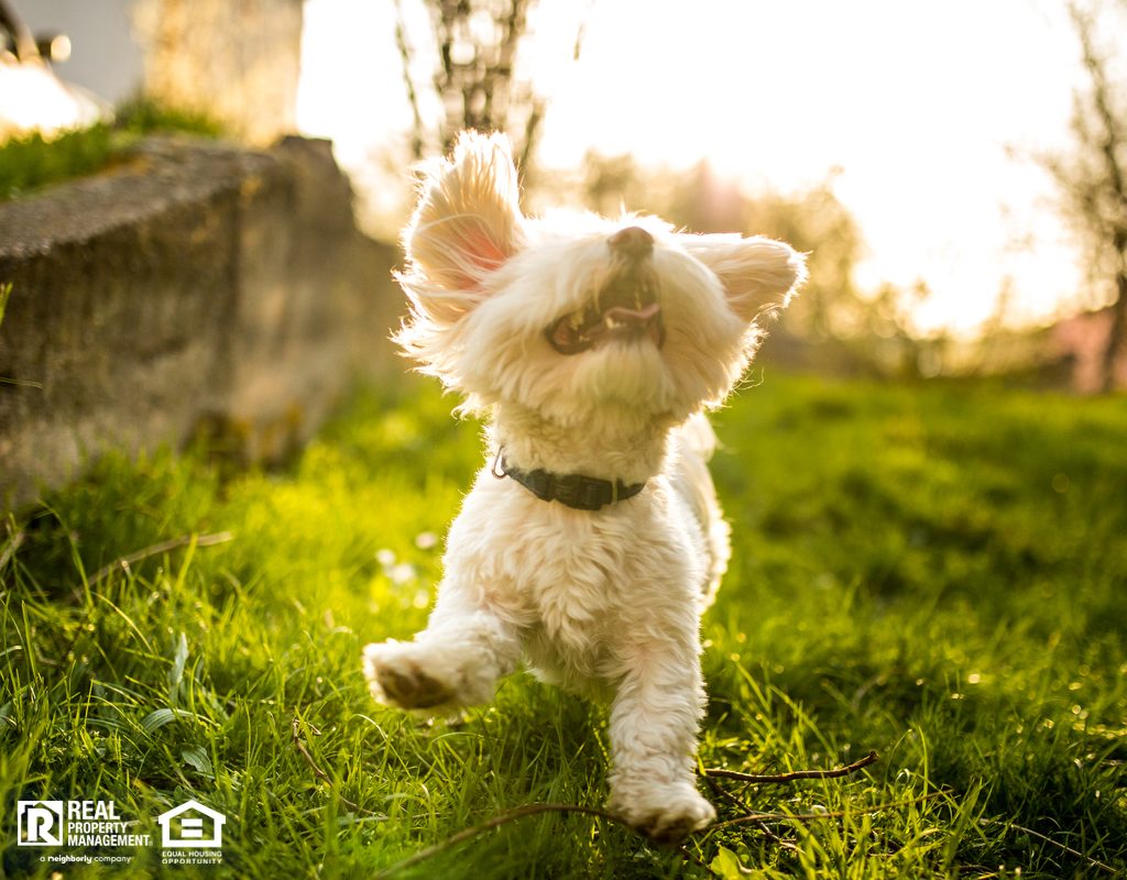 Happy Active Maltese Dog Playing in Nature