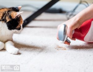 Calico cat looking at a mess on the carpet while the tenant cleans a hairball stain.