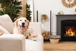 A dog relaxing on a couch, with a crackling fireplace glowing in the background.