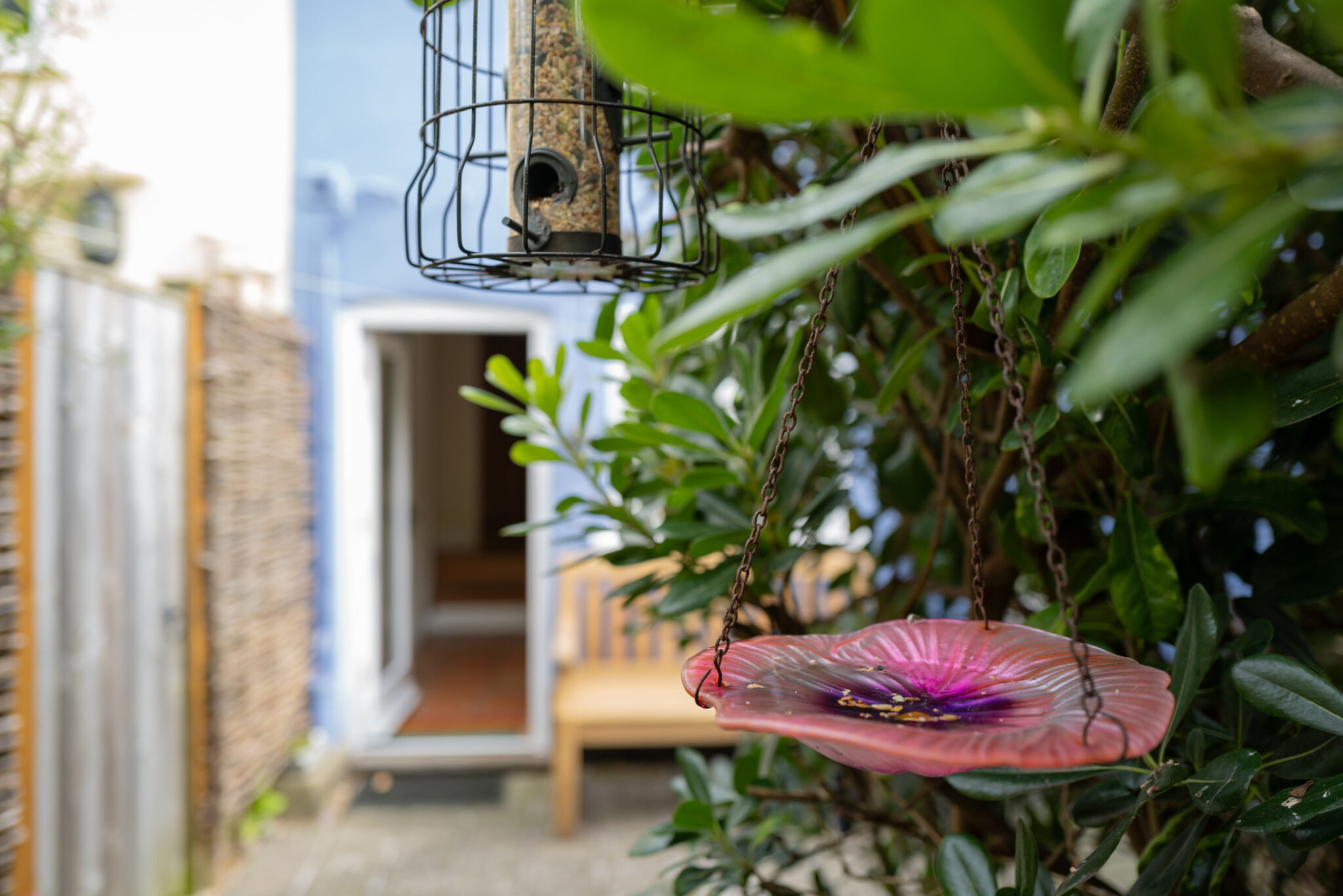 Image showcasing Renters' Roost: How to Create a Bird-Friendly Yard
