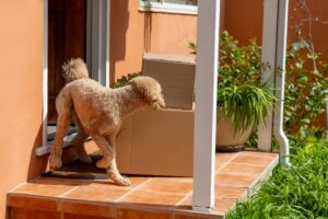 A dog stands on a porch beside a cardboard box, looking curiously at its surroundings.