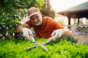 Middle-aged man carefully pruning bushes in his garden using hedge shears. 