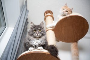 Low angle view of two fluffy longhair cats resting on platforms looking down at camera.